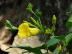 گل شیپور طلایی